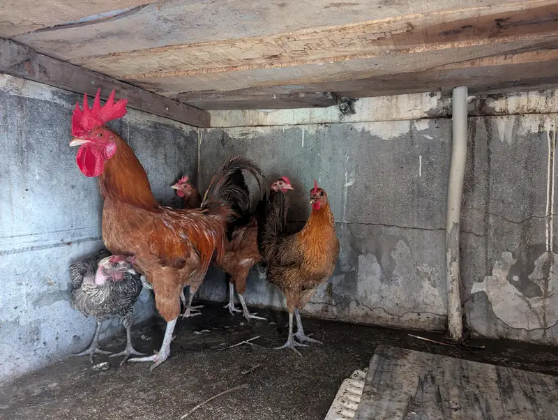Rosters and Egg laying Hens for sale — photo 7