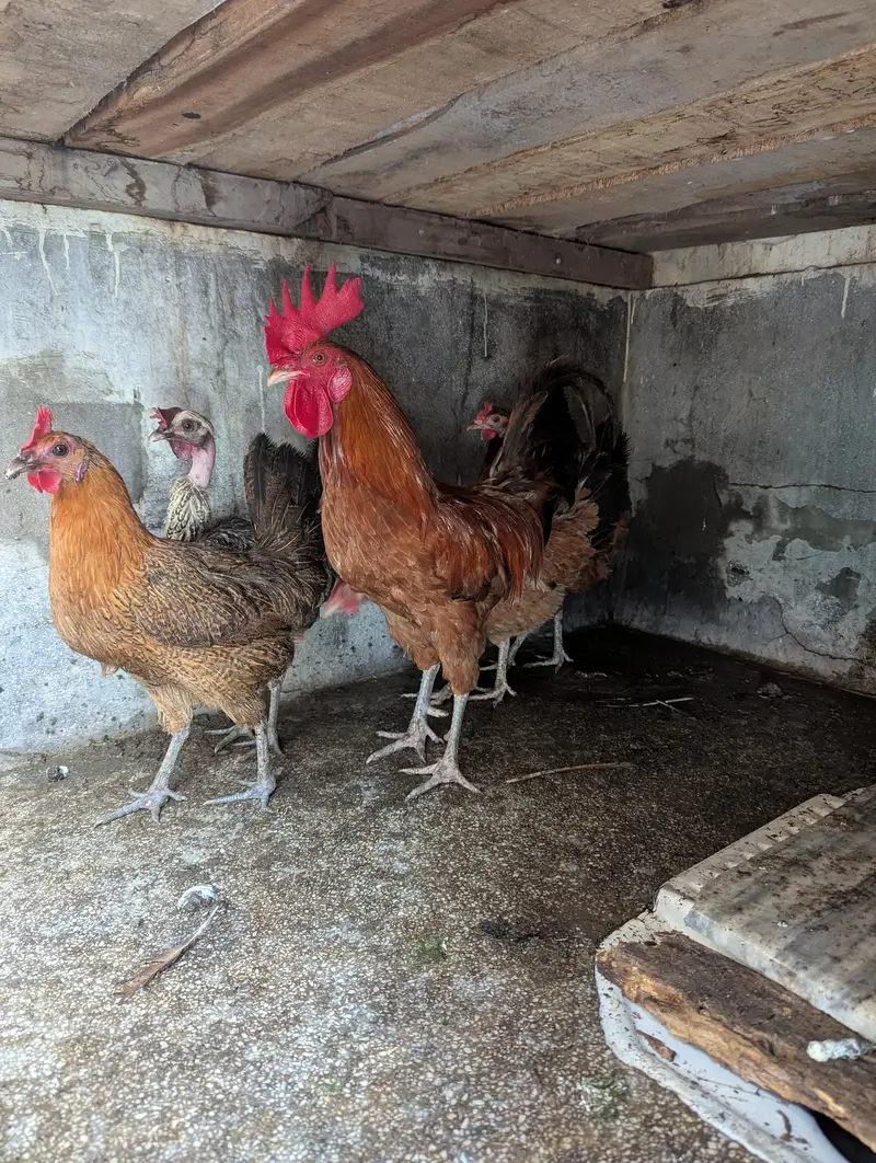 Rosters and Egg laying Hens for sale — photo 8