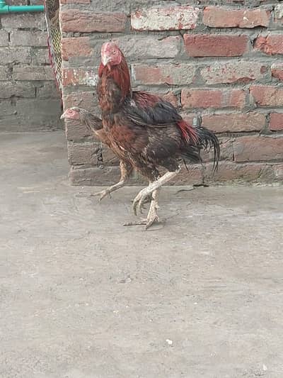 gujranwala