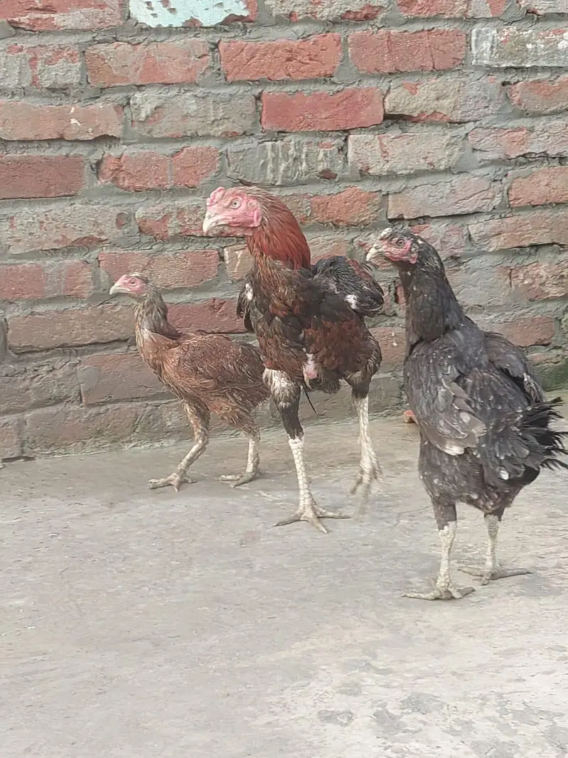gujranwala — photo 2