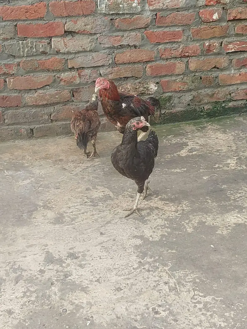 gujranwala — photo 3