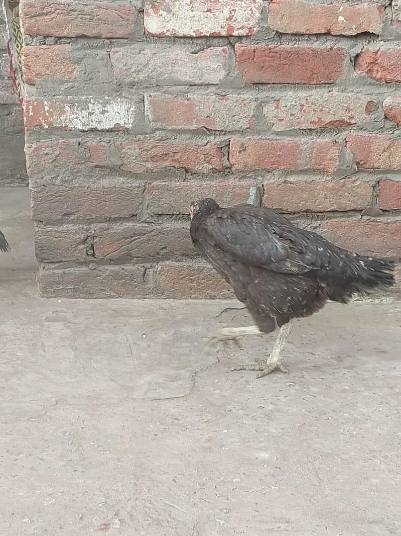 gujranwala — photo 4