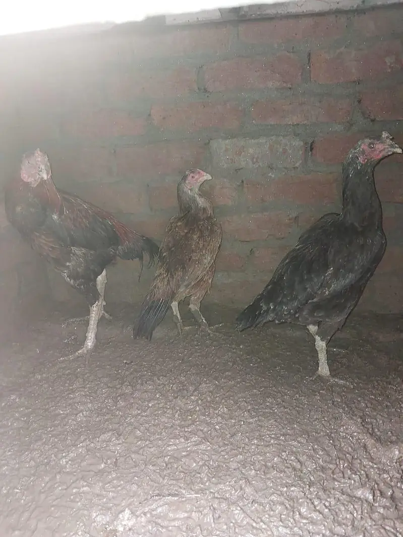 gujranwala — photo 5