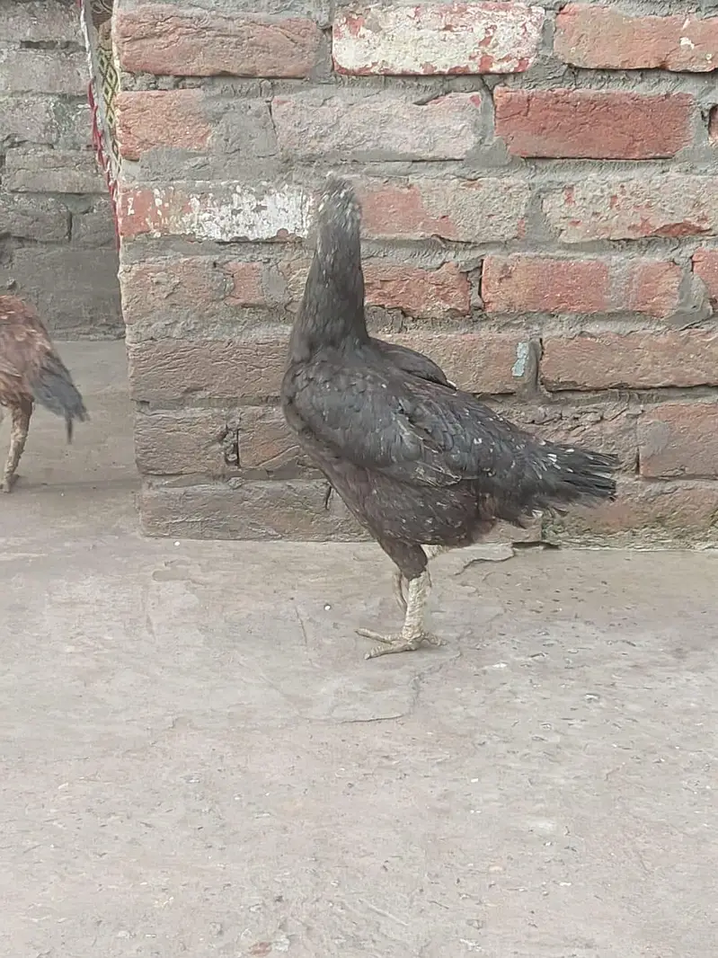 gujranwala — photo 6