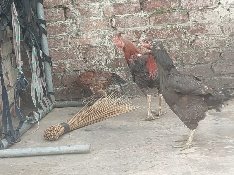 gujranwala — photo 7