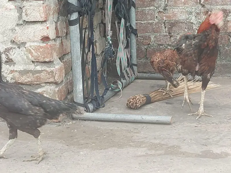 gujranwala — photo 8