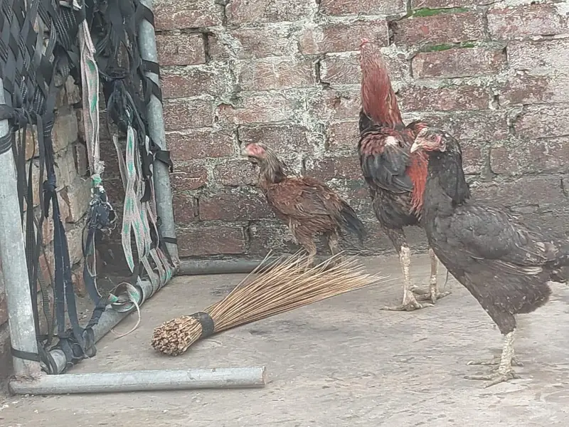 gujranwala — photo 9