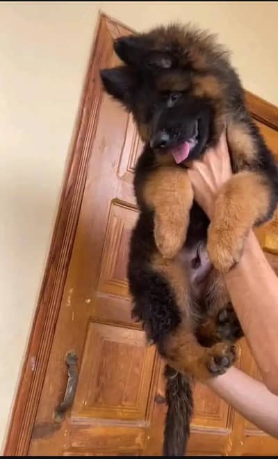 germen shepherd dog vaccinate