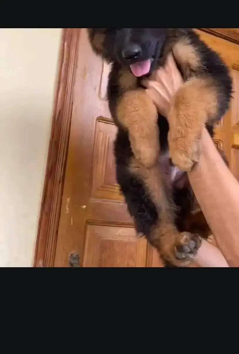 germen shepherd dog vaccinate — photo 2
