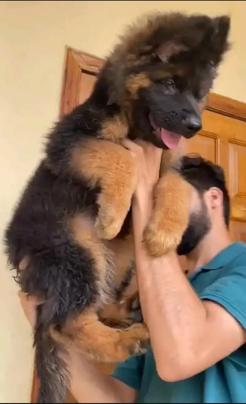 germen shepherd dog vaccinate — photo 3