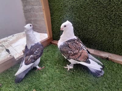 sentinent young clouth for sale her cheez ki grenty