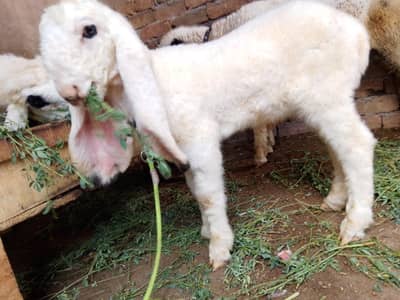 Kajla Male Available