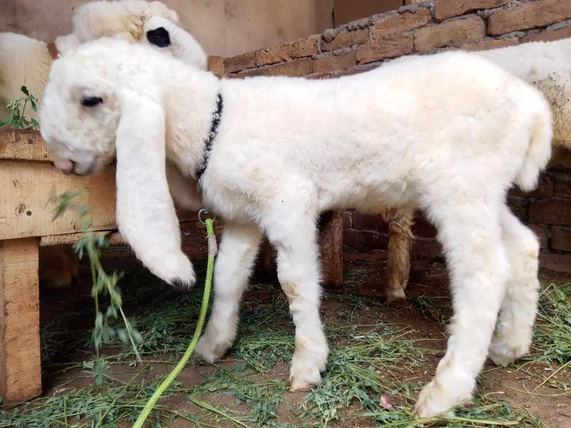 Kajla Male Available — photo 3