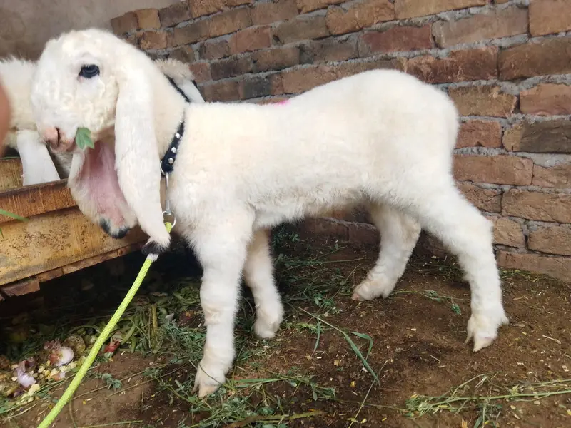 Kajla Male Available — photo 4