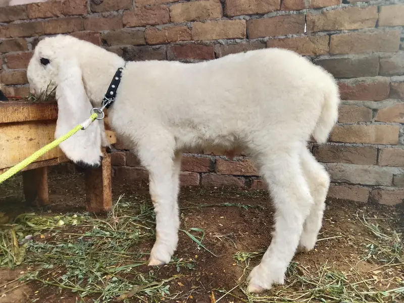 Kajla Male Available — photo 7