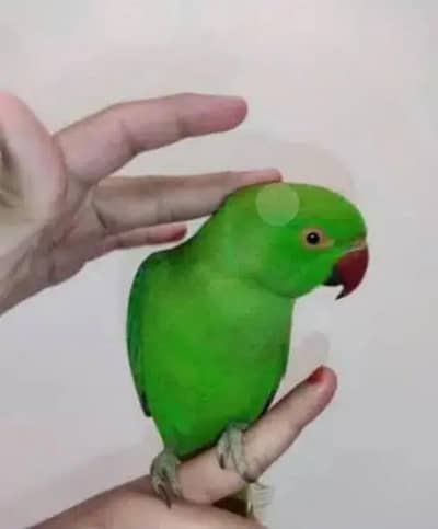 green parrot Ring nack handtame male female available