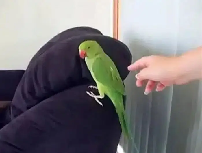green parrot Ring nack handtame male female available — photo 2