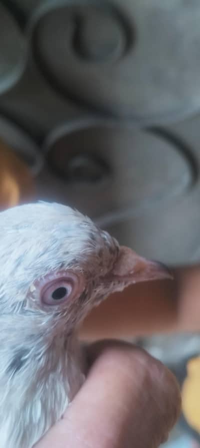 pigeon