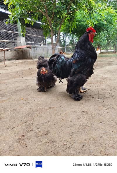 Buff | White buff | Black Buff  | Heavy buff |Cochin Buff | fancy hens