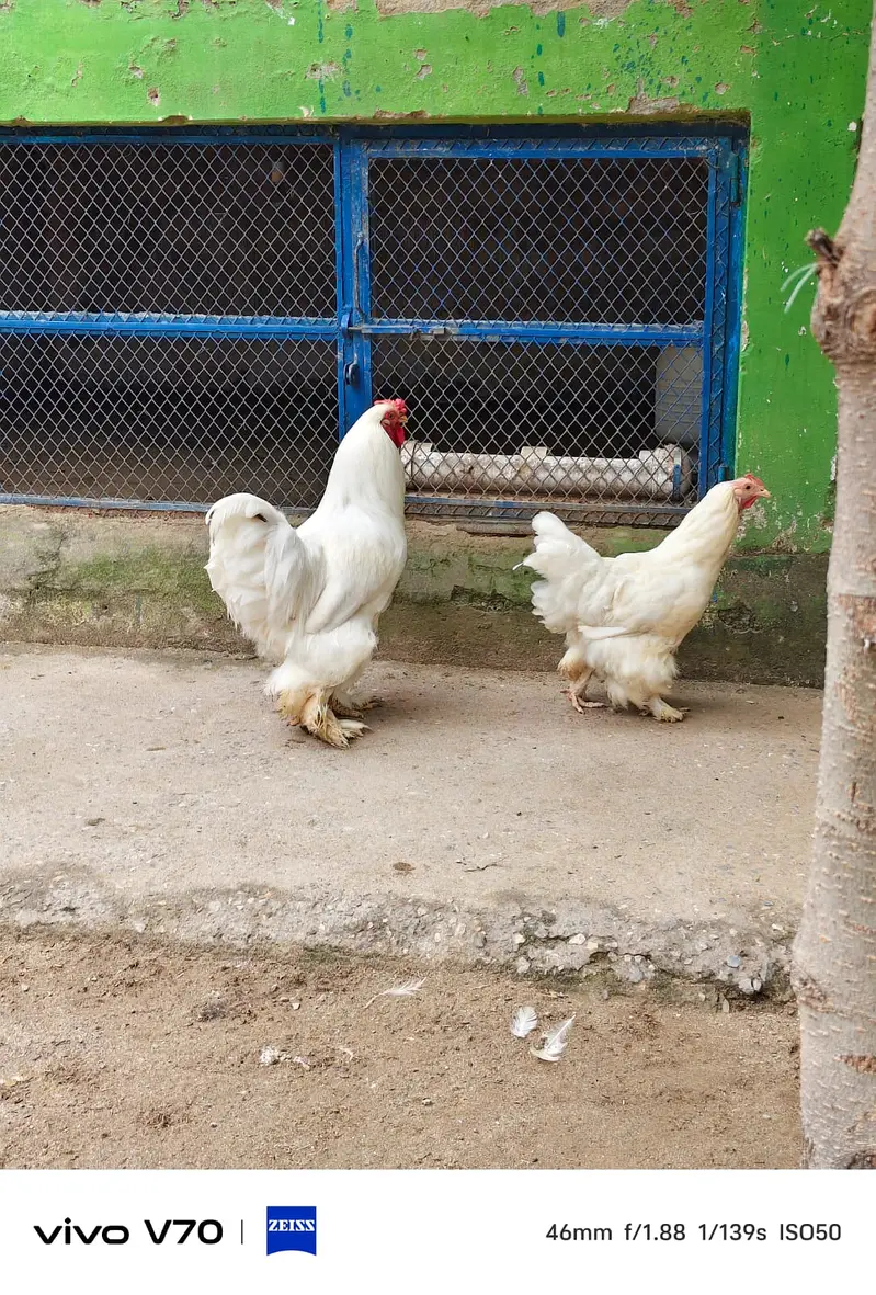 Buff | White buff | Black Buff  | Heavy buff |Cochin Buff | fancy hens — photo 2