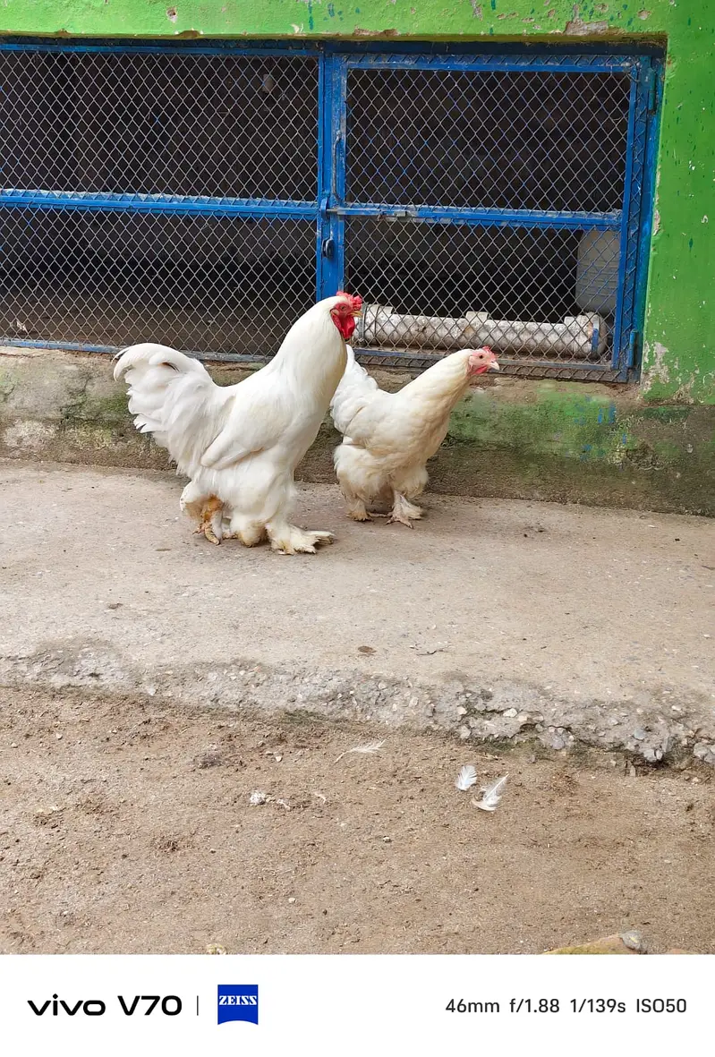 Buff | White buff | Black Buff  | Heavy buff |Cochin Buff | fancy hens — photo 3