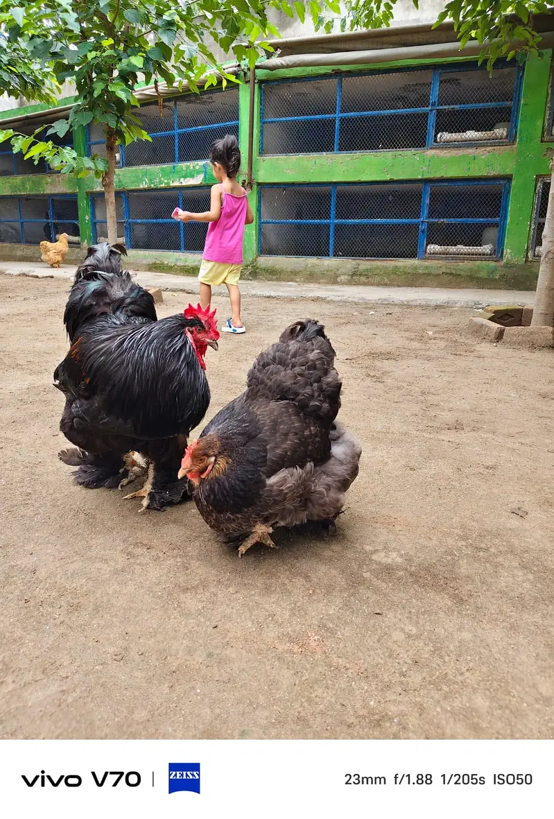 Buff | White buff | Black Buff  | Heavy buff |Cochin Buff | fancy hens — photo 4