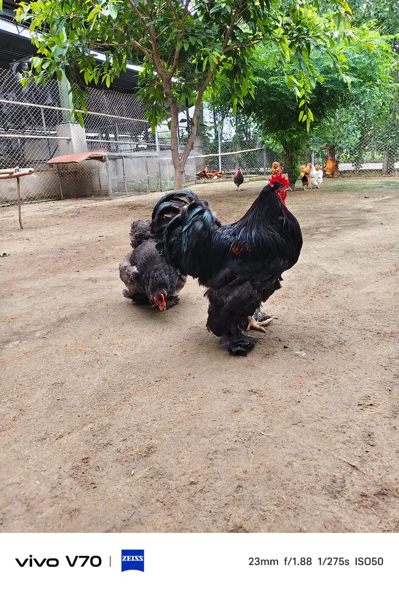 Buff | White buff | Black Buff  | Heavy buff |Cochin Buff | fancy hens — photo 5