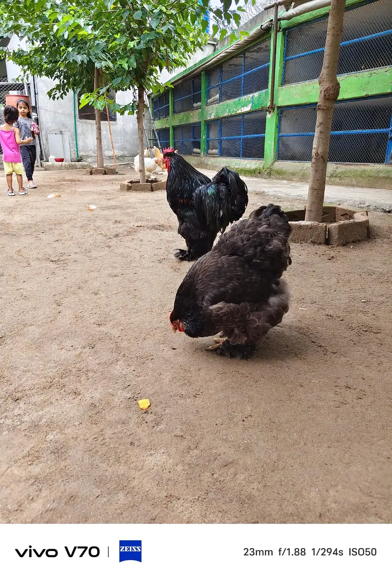 Buff | White buff | Black Buff  | Heavy buff |Cochin Buff | fancy hens — photo 6