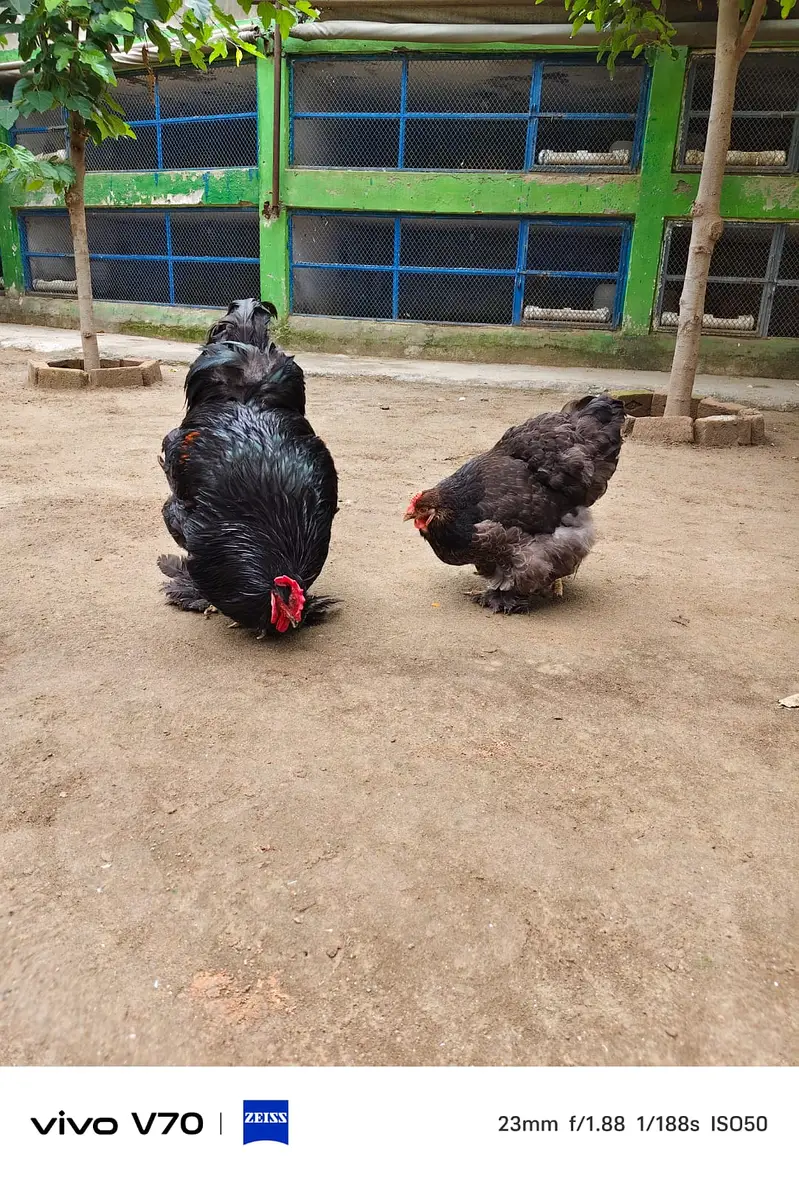 Buff | White buff | Black Buff  | Heavy buff |Cochin Buff | fancy hens — photo 7