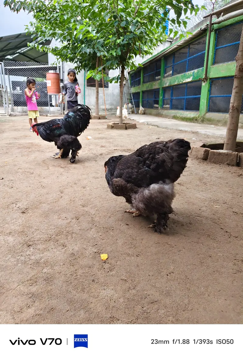 Buff | White buff | Black Buff  | Heavy buff |Cochin Buff | fancy hens — photo 8