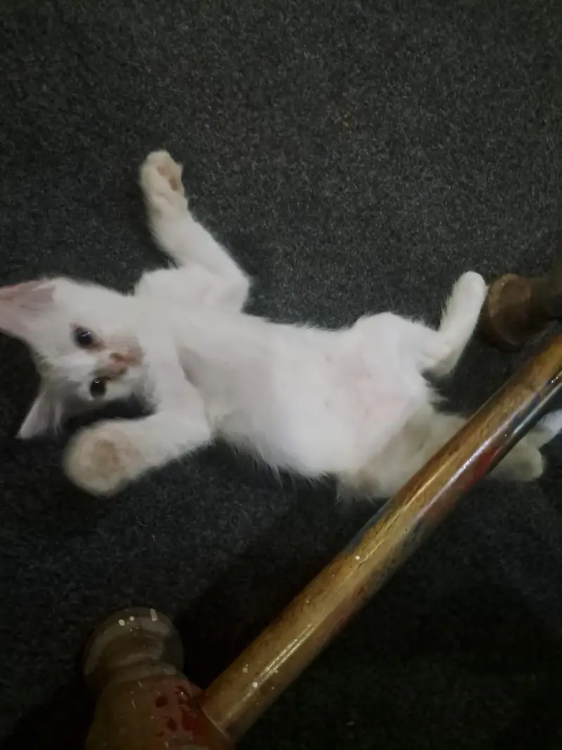 persion cat with 2 babies — photo 2
