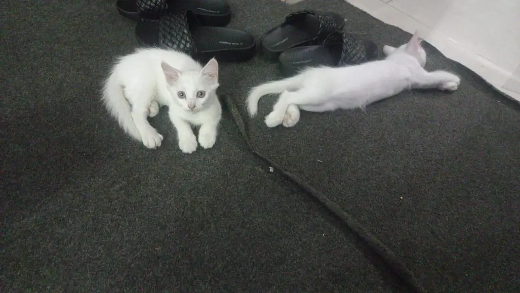 persion cat with 2 babies — photo 3