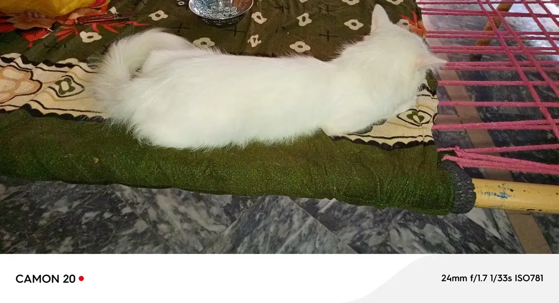 cats paier — photo 2