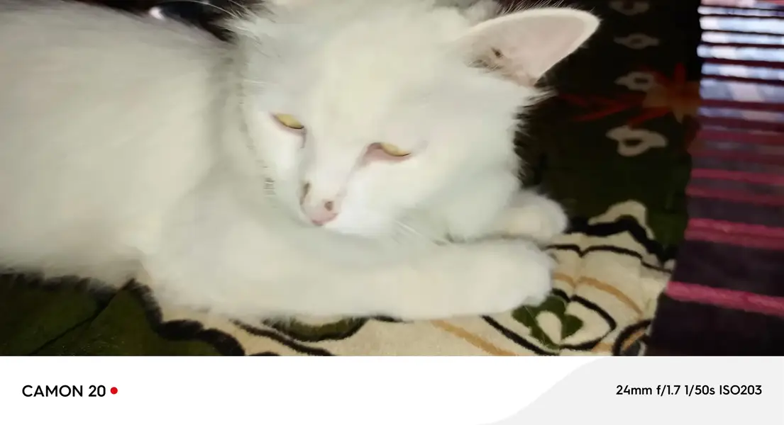 cats paier — photo 3