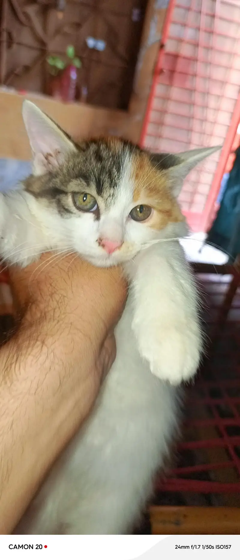 cats paier — photo 4