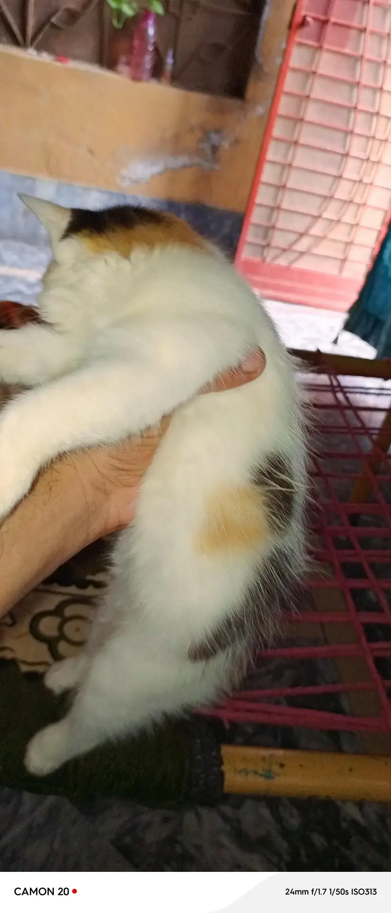 cats paier — photo 5