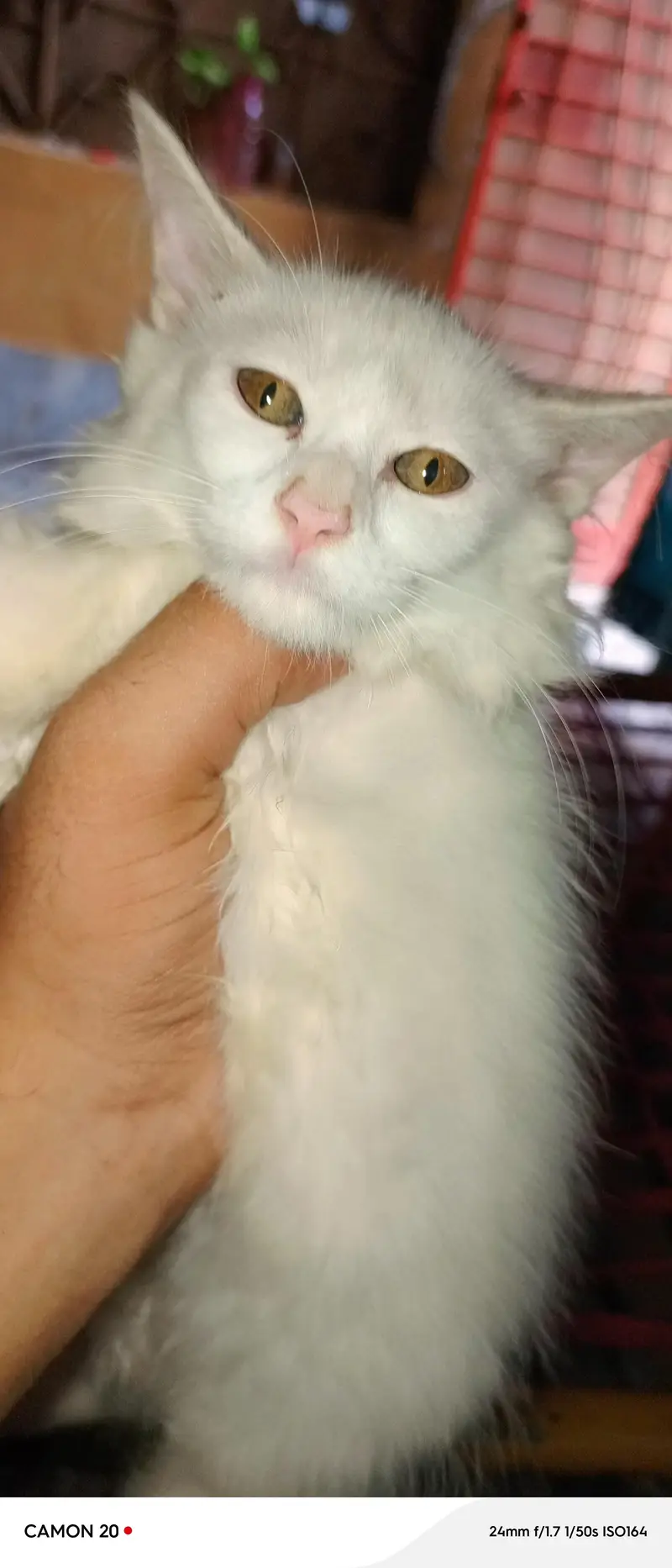 cats paier — photo 6