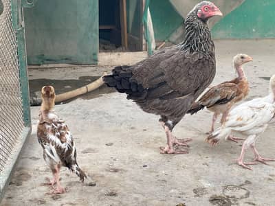 ek murghi or 2 chuze