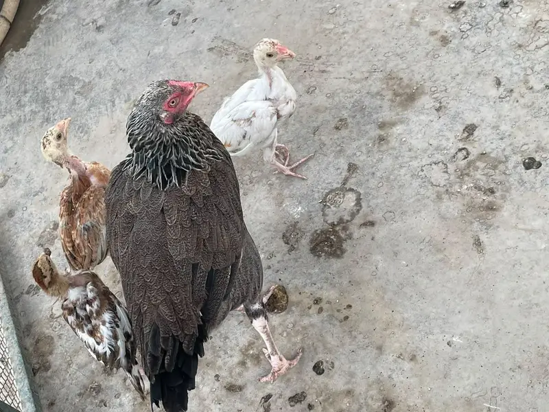 ek murghi or 2 chuze — photo 4
