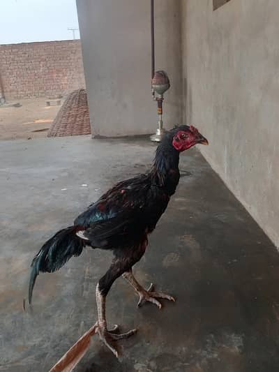 Haseel hens