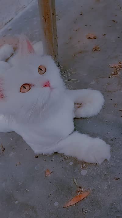 Persian Triple coat