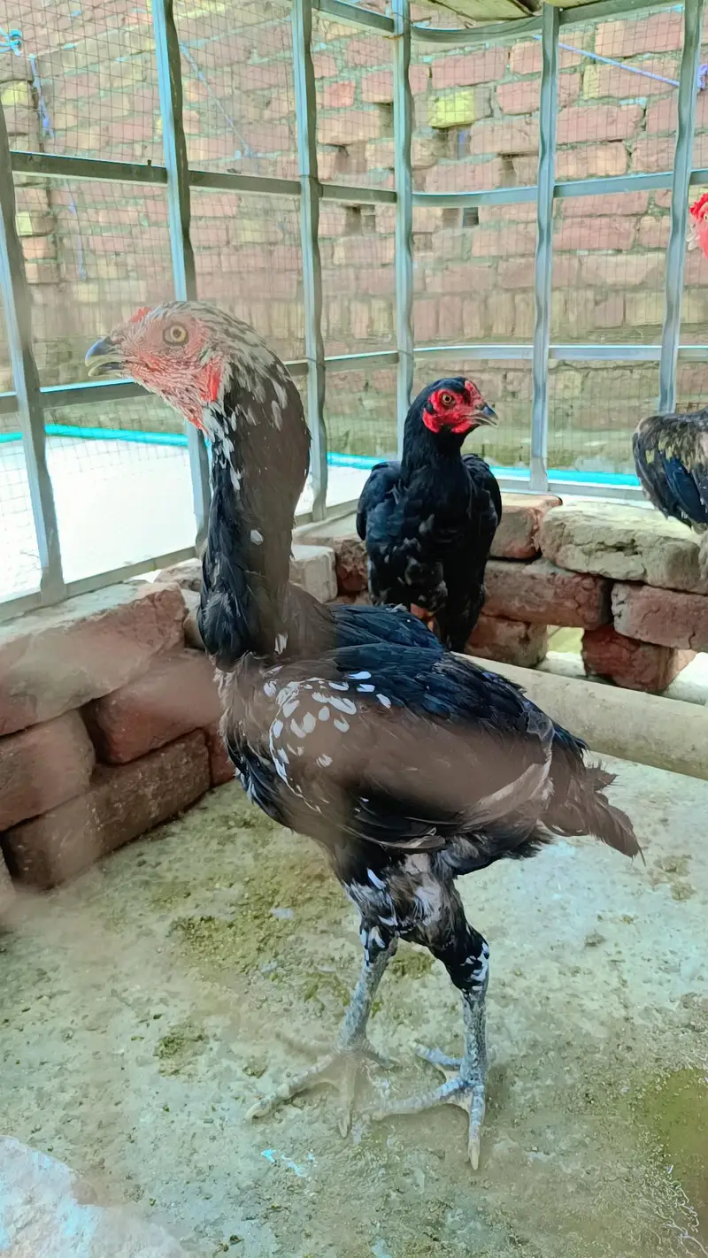 Aseel trio set for sale 03304346382 — photo 4