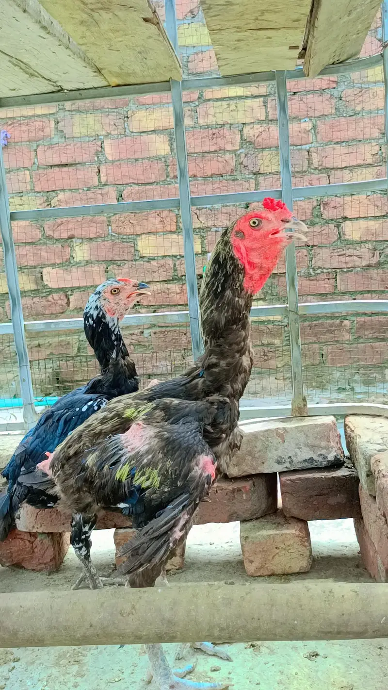 Aseel trio set for sale 03304346382 — photo 7