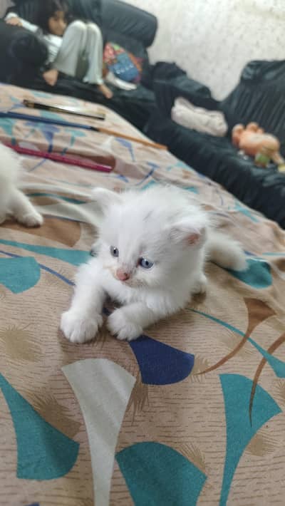Persian