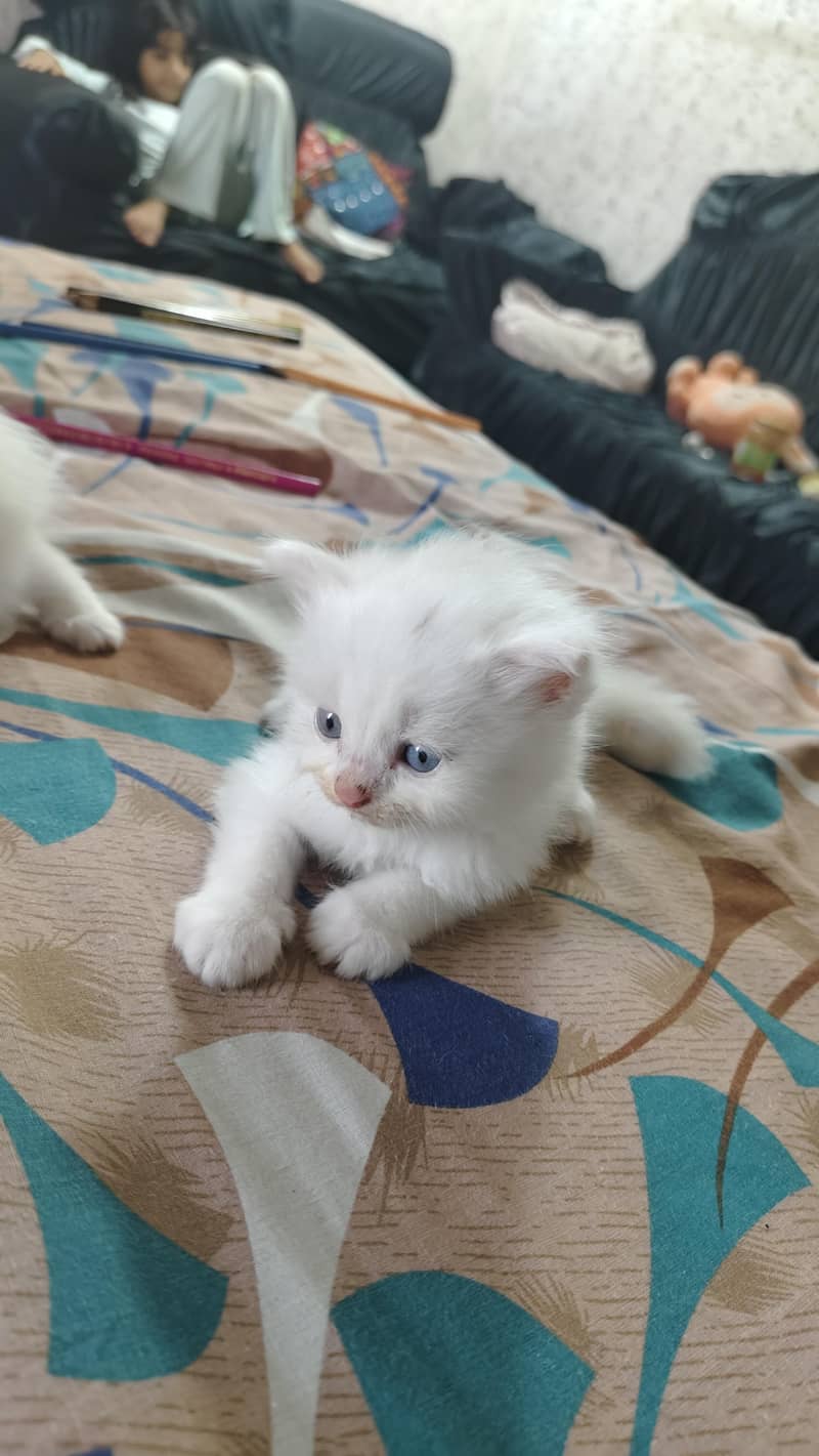 Persian 0