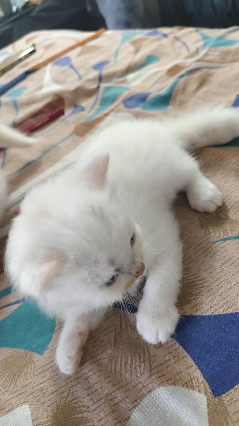 Persian 4