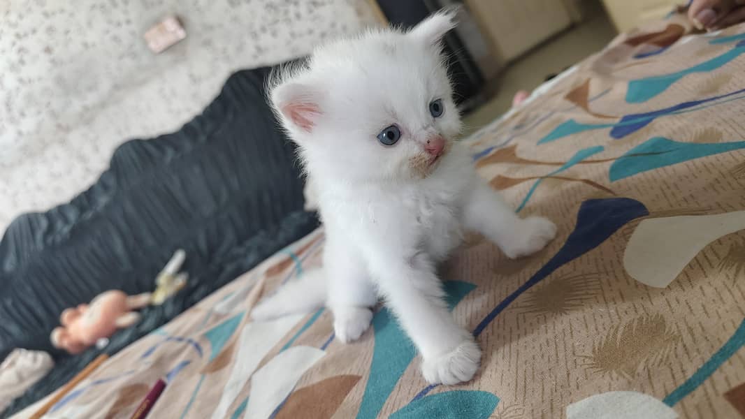 Persian 5
