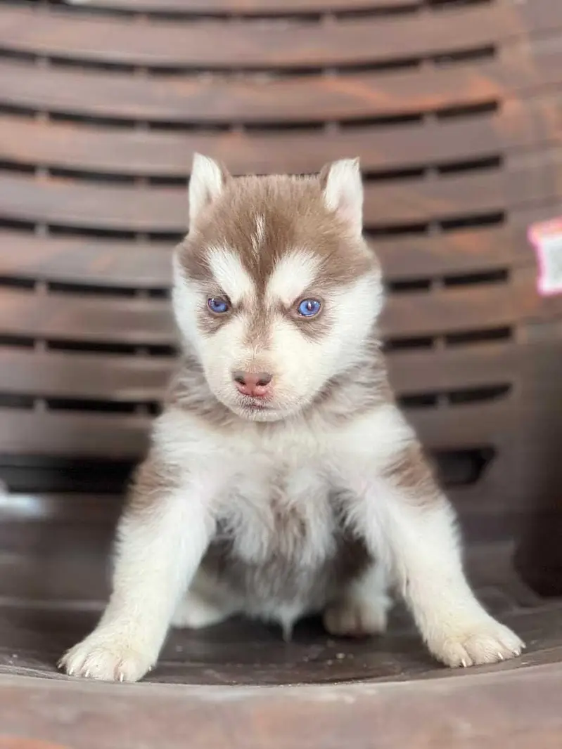 Siberian Husky puppies available — photo 2