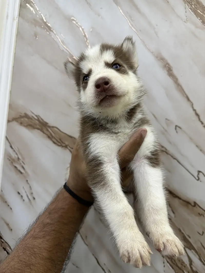 Siberian Husky puppies available — photo 3