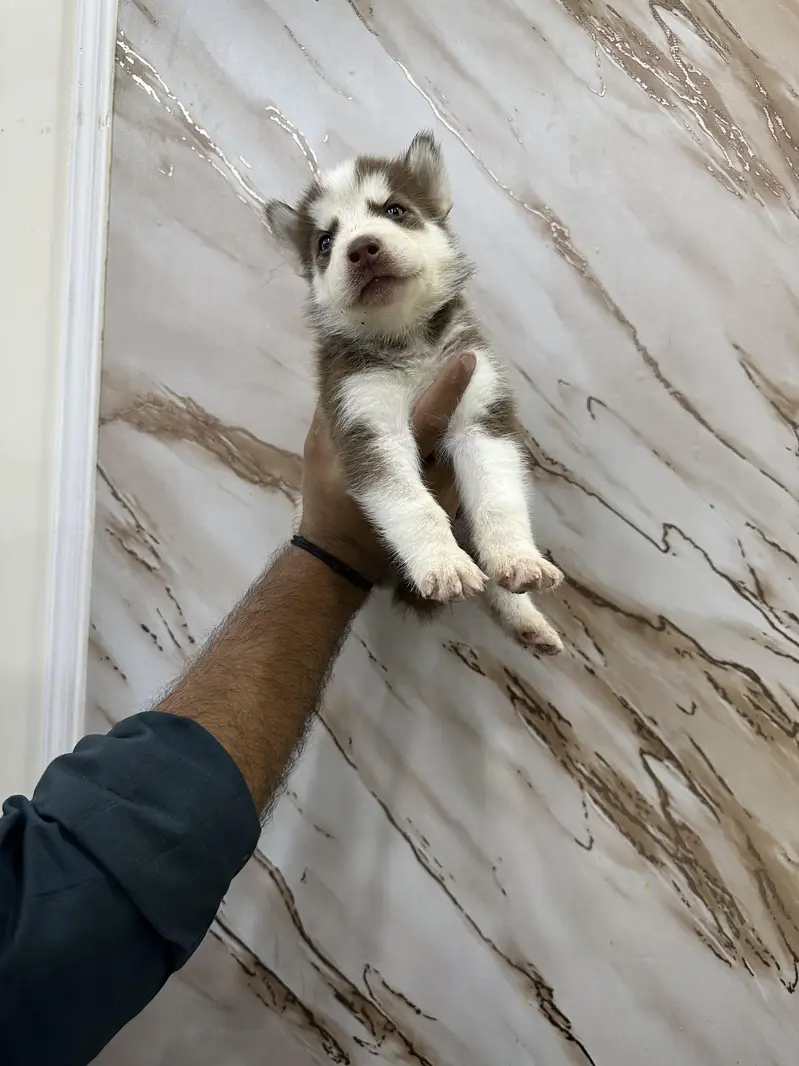 Siberian Husky puppies available — photo 4